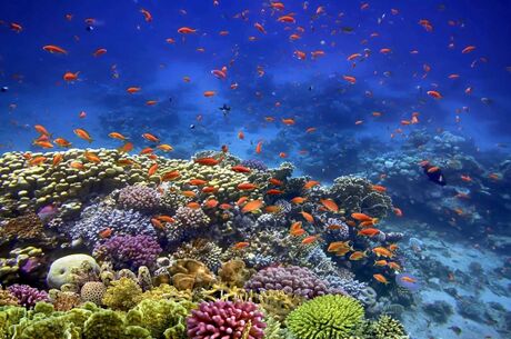 Kahire Sharm El Sheikh Turu 4 Gece (Ankara Hareketli)