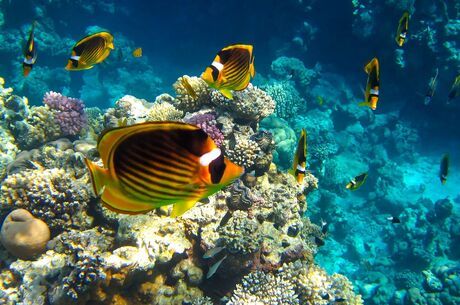 Sharm El Sheikh Turu 5 Gece Pegasus Havayolları İle