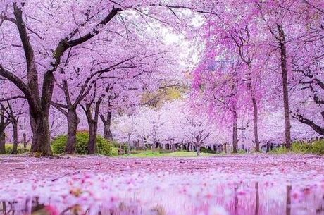 Elegant Japonya Turu 6 Gece (İstanbul Hareketli)