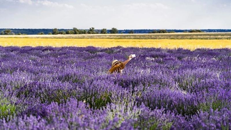 Isparta Lavanta Festivali Turu (İstanbul Hareketli)