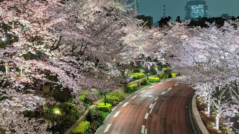 Mavi Japonya Turu (İstanbul Hareketli)